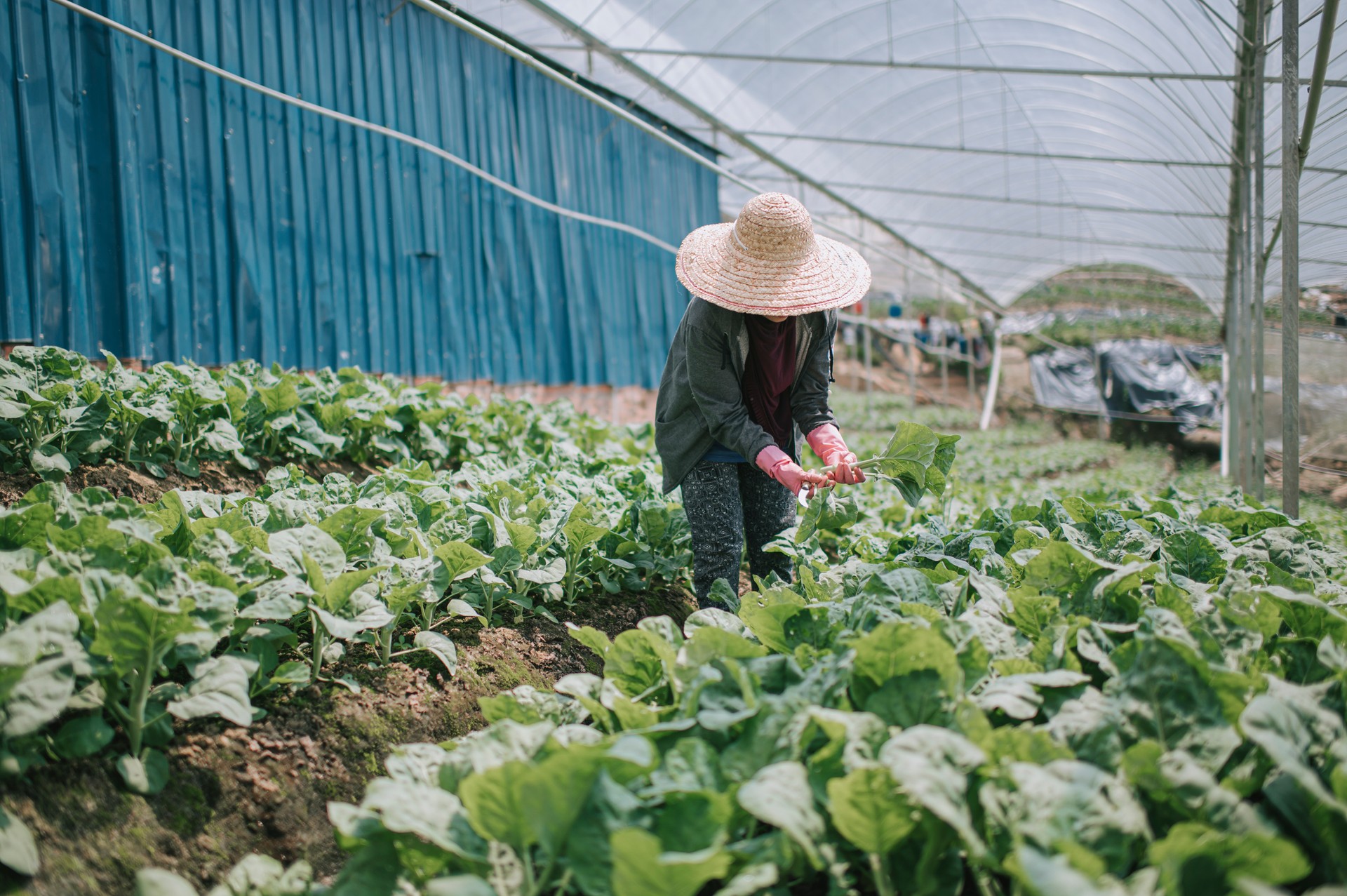 Asian female farmer harvesting kale plants in greenhouse