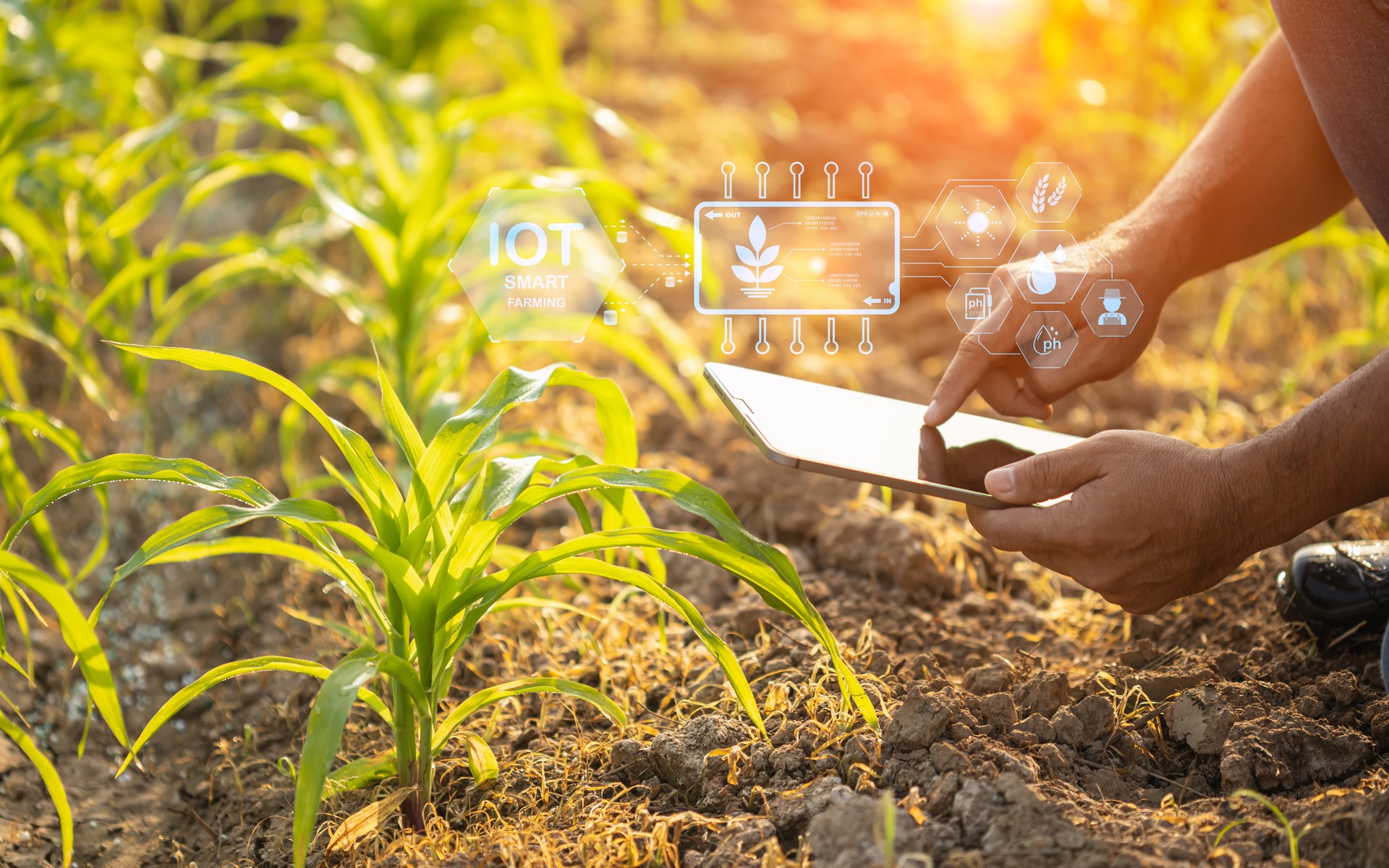 Farmer using digital tablet in corn crop cultivated field with smart farming interface icons and light flare sunset effect. Smart and new technology for agriculture business concept.